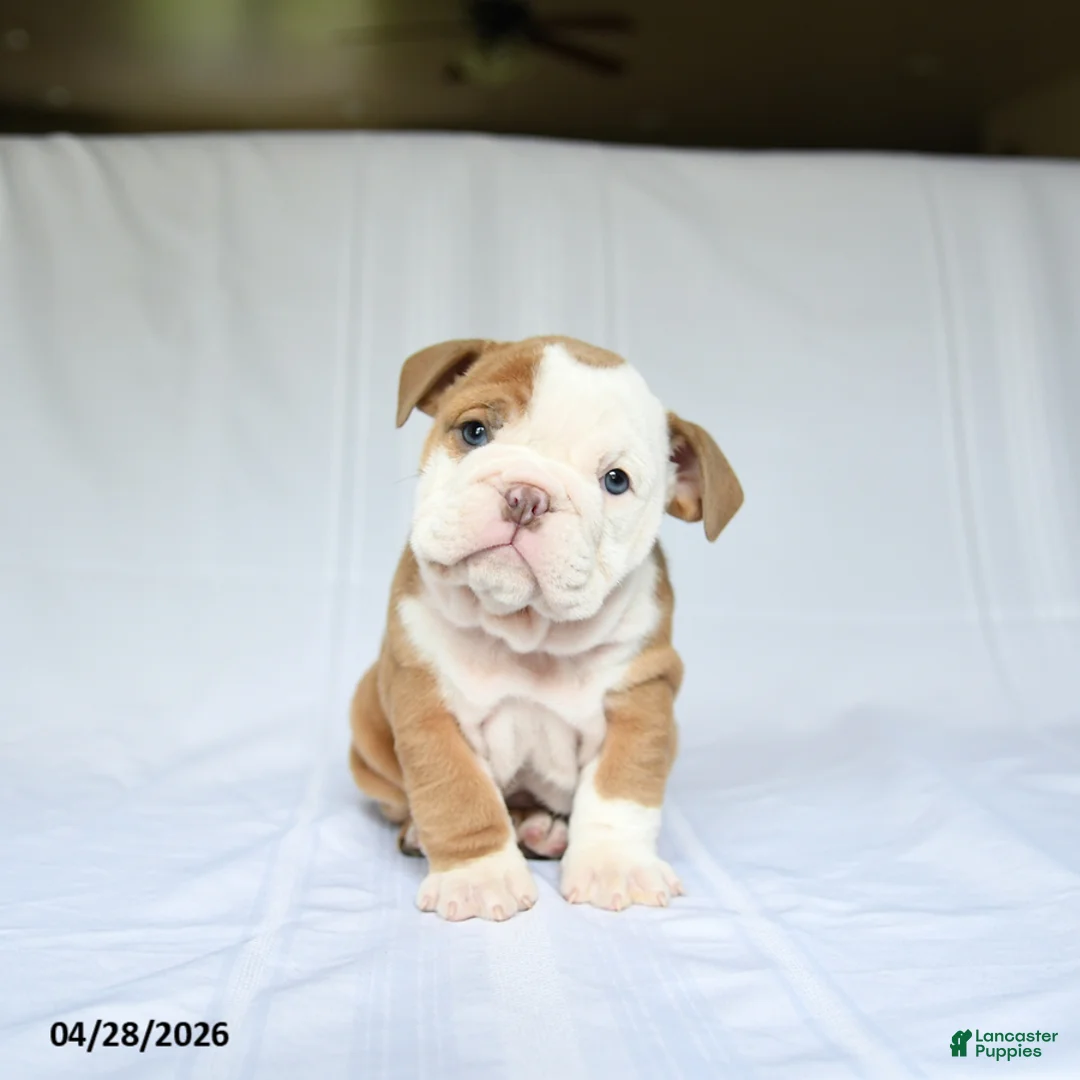 English Bulldog dogs for sale: Hailey - Ad 1