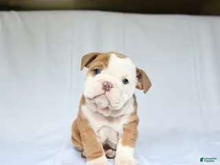 English Bulldog dogs for sale: Hailey - Ad 3