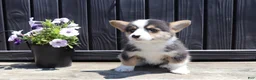 Welsh Corgi Pembroke dogs for sale: Rory - Ad 3