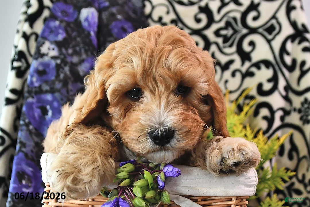 Cavapoo dogs for sale: Teddy - Ad 2