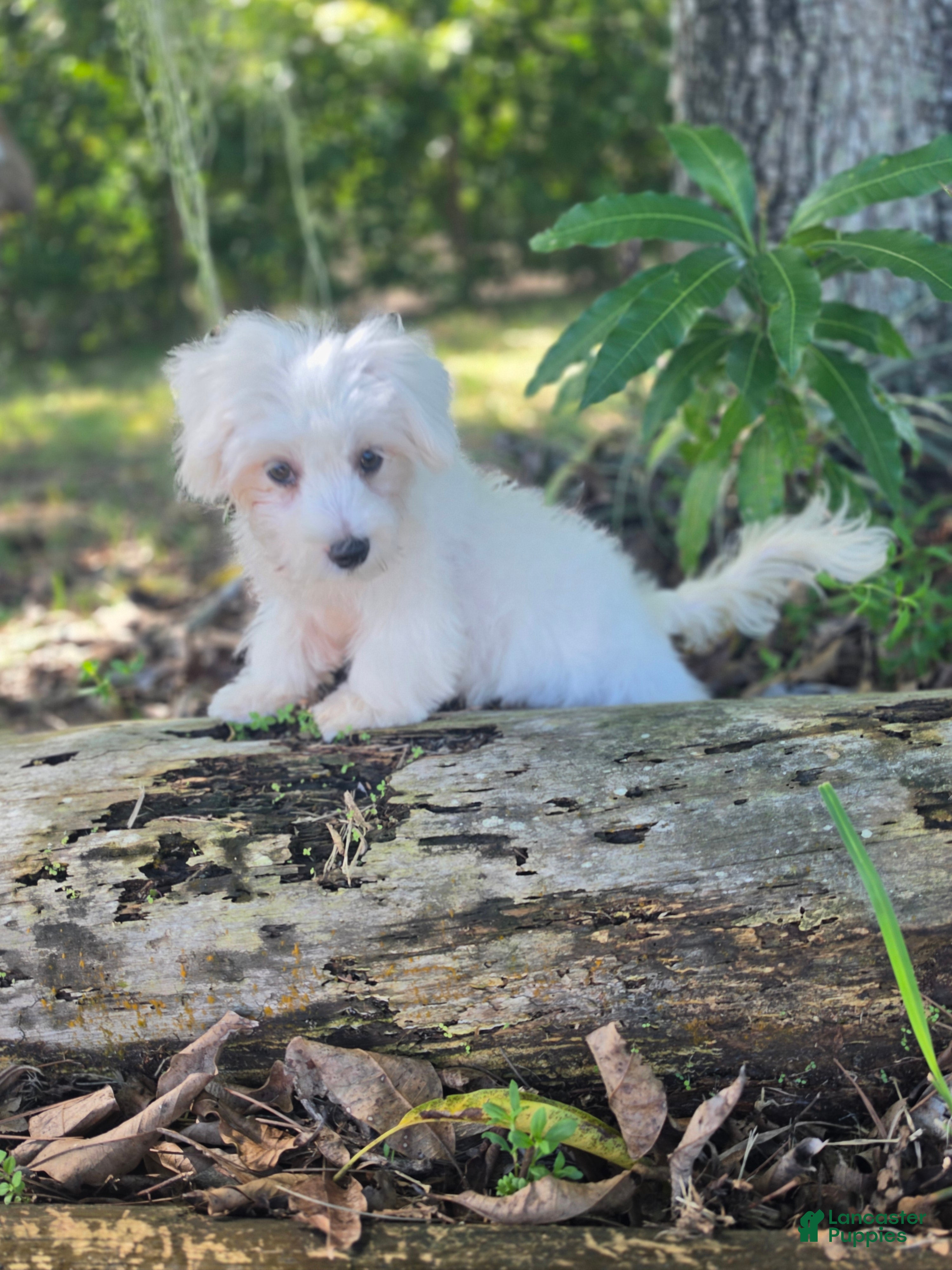 Morkie dogs Boy 1 - Ad 2