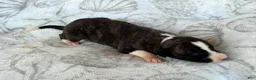 Whippet dogs for sale: Boy 4 - Ad 3