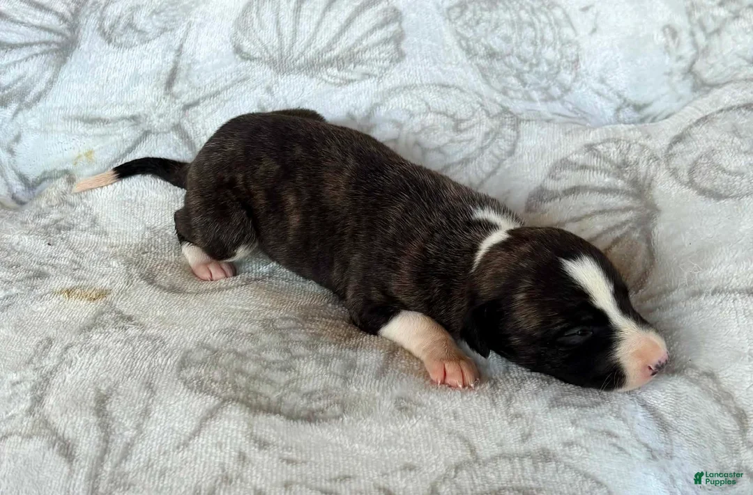 Whippet dogs for sale: Boy 4 - Ad 3