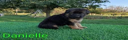German Shepherd dogs for sale: Danielle - Ad 5