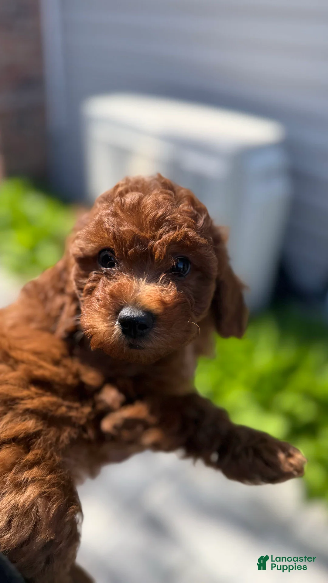 Mini Goldendoodle dogs for sale: Mini Goldendoodle Puppy 2 - Ad 2