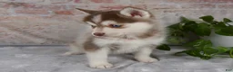 Pomsky dogs for sale: Gracie - Ad 4