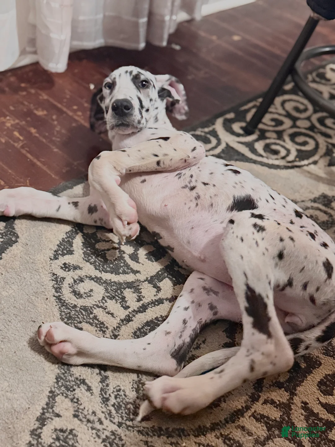Great Dane dogs for sale: Athena  - Ad 2