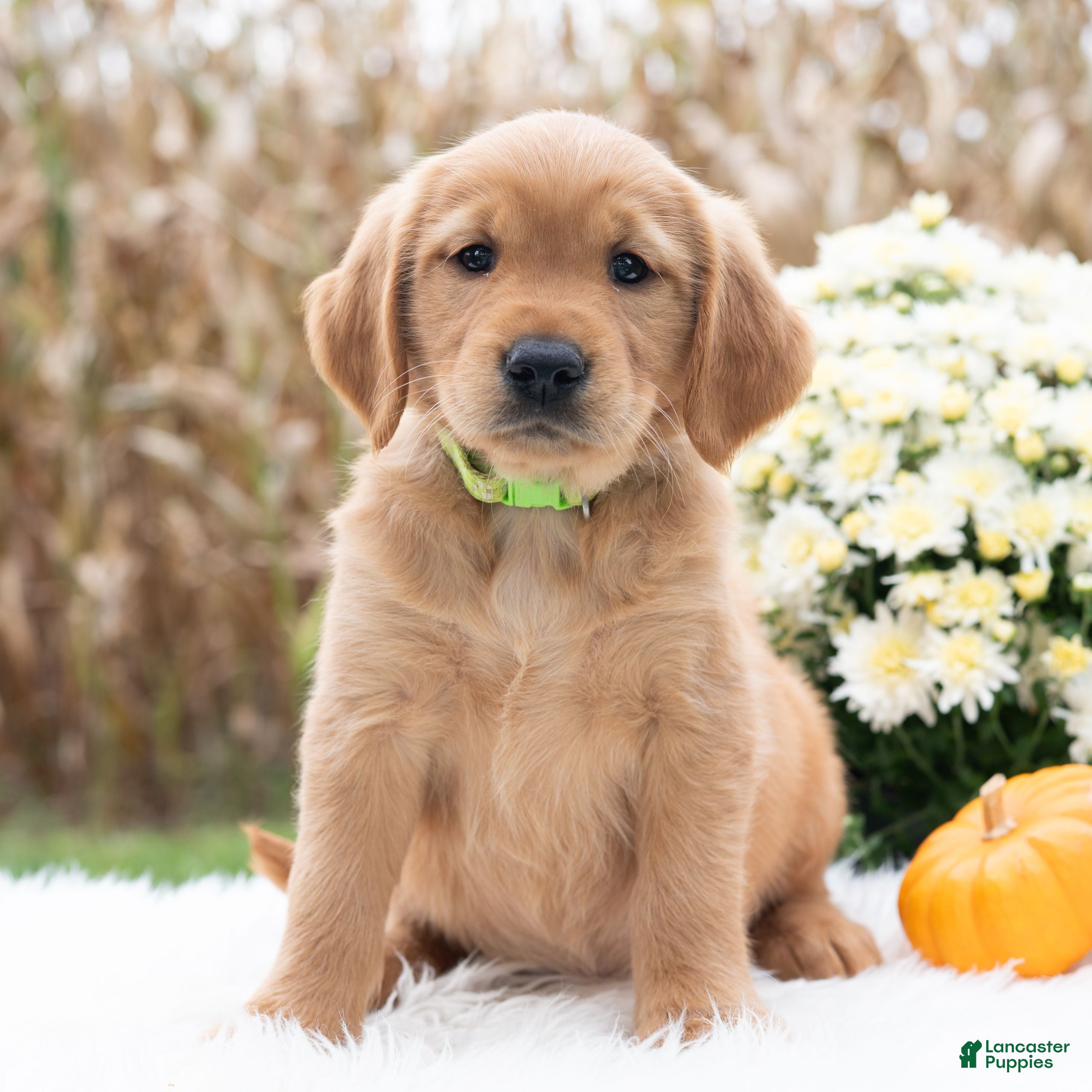 Golden Retriever dogs Greta  - Ad 2