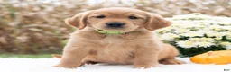 Golden Retriever dogs for sale: Greta  - Ad 2