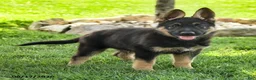 German Shepherd dogs for sale: Kaspian - Ad 1
