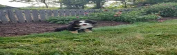 Bernese Mountain Dog dogs for sale: Angie - Ad 3