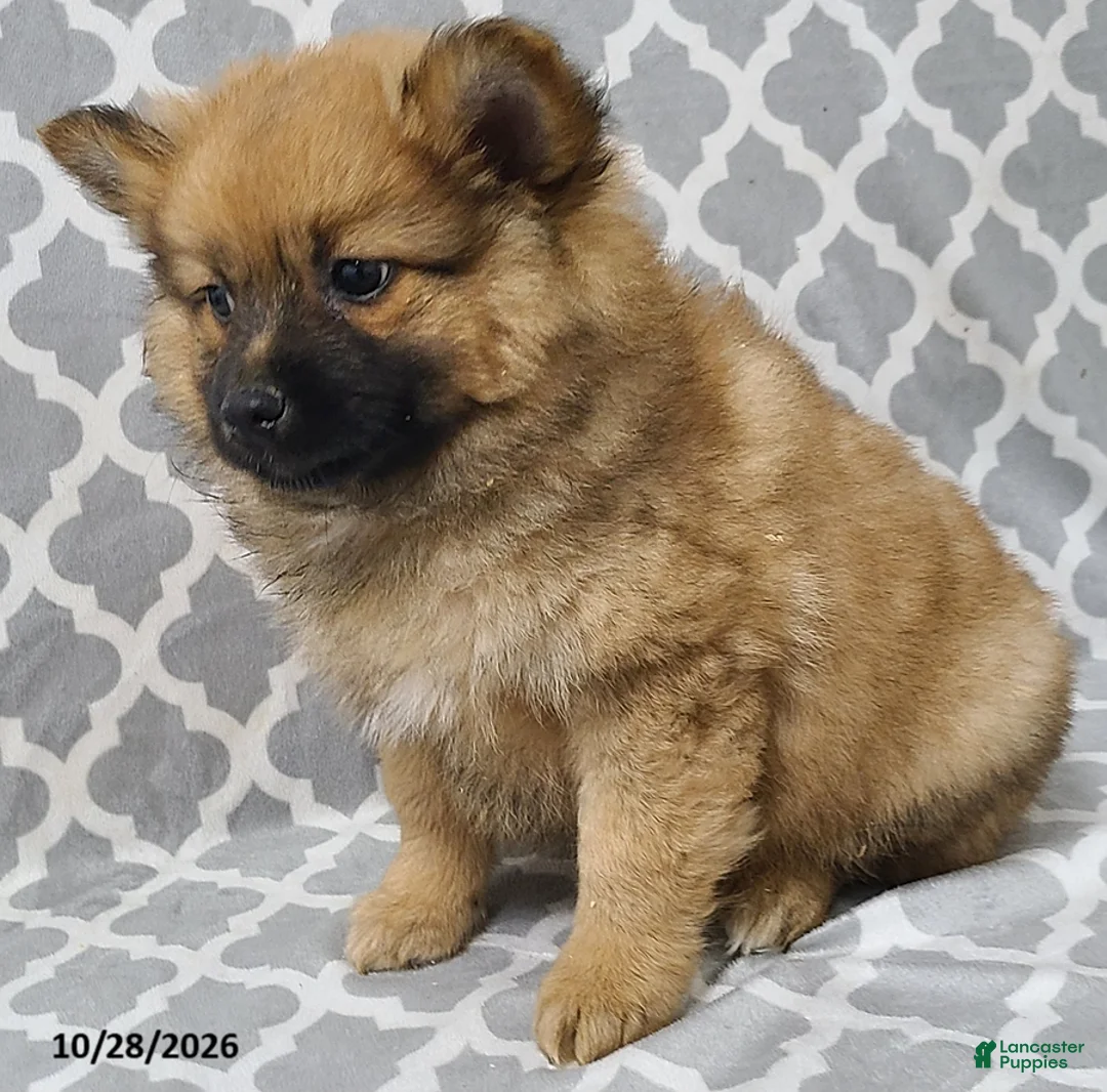 Pomeranian dogs for sale: Mocha - Ad 4