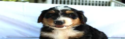 Bernedoodle dogs for sale: Rascal - Ad 2