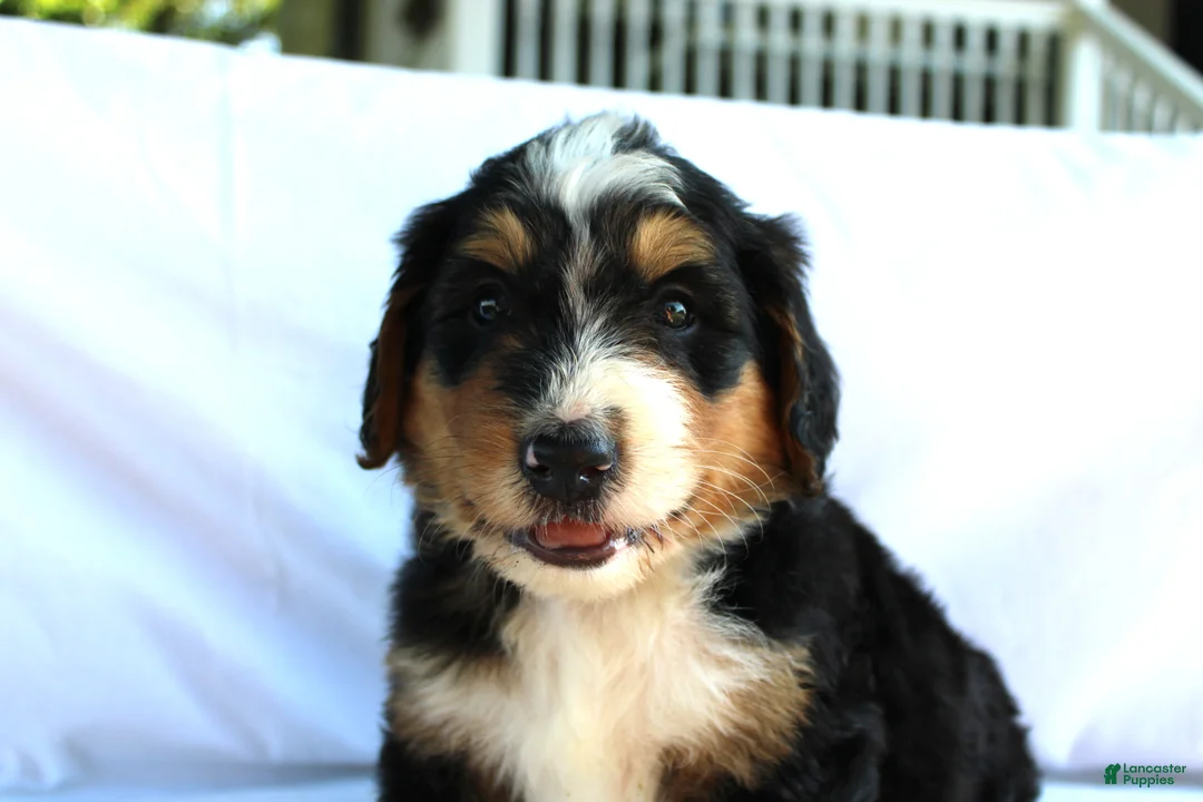 Bernedoodle dogs for sale: Rascal - Ad 2