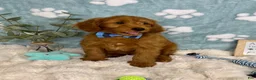 Mini Goldendoodle dogs for sale: Zane - Ad 7