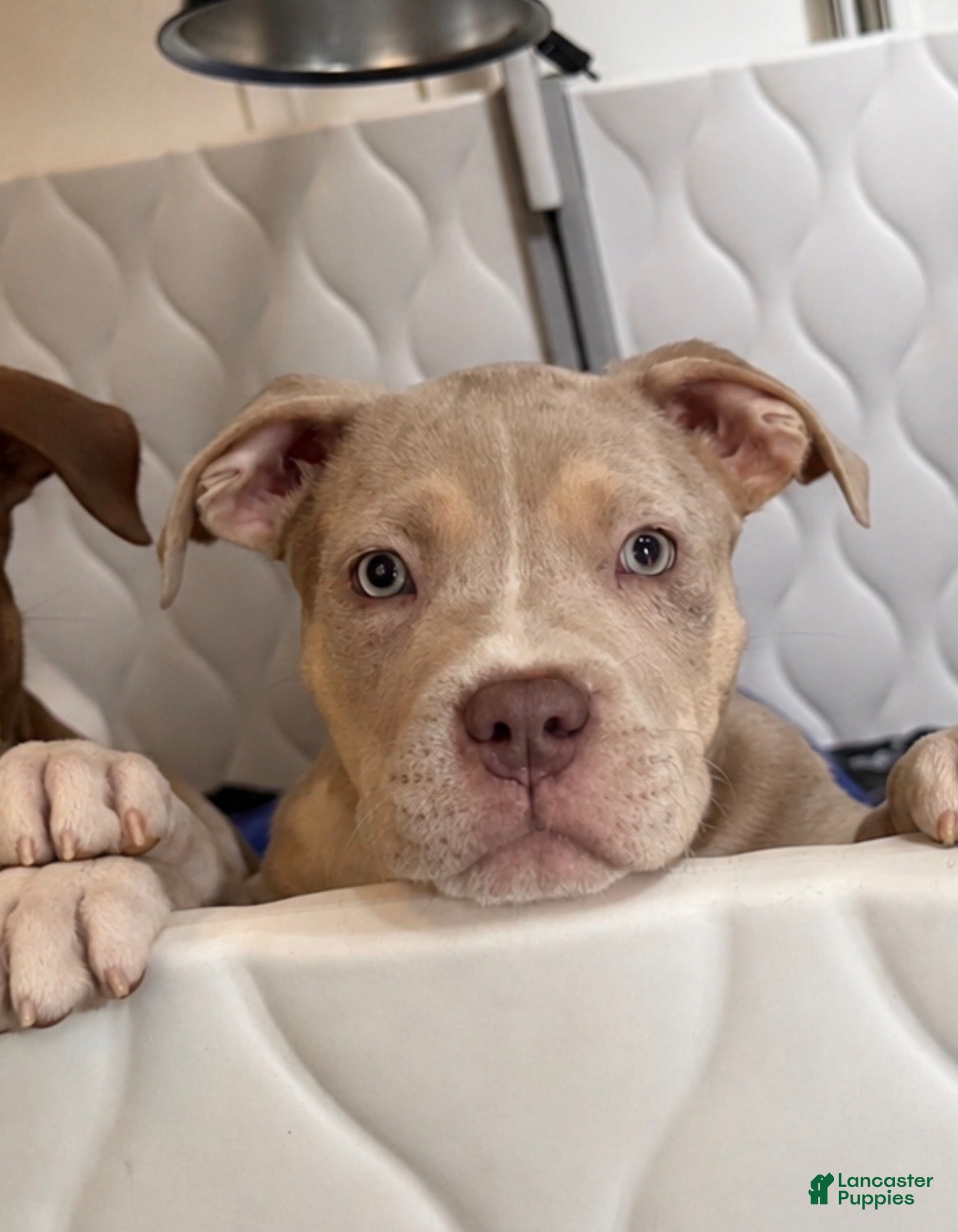 American Bully dogs American Bully Puppy 3 - Ad 1