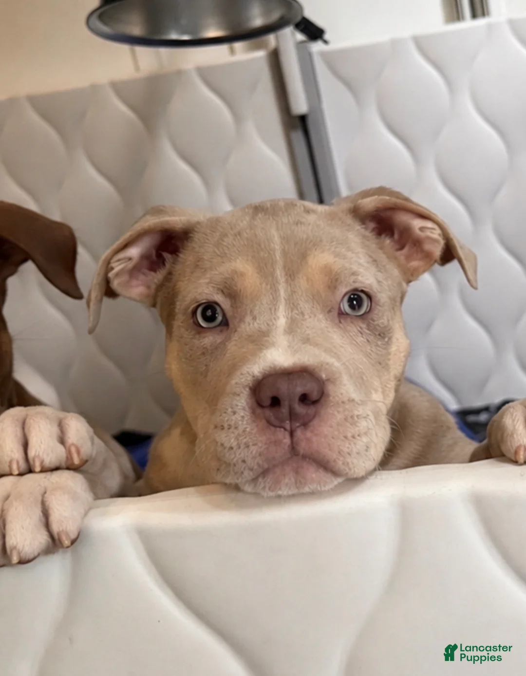 American Bully dogs for sale: American Bully Puppy 3 - Ad 1