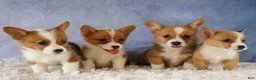 Welsh Corgi Pembroke dogs for sale: Yo-Yo 💕 - Ad 18