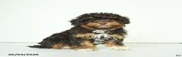 Havapoo dogs for sale: Hellen - Ad 3