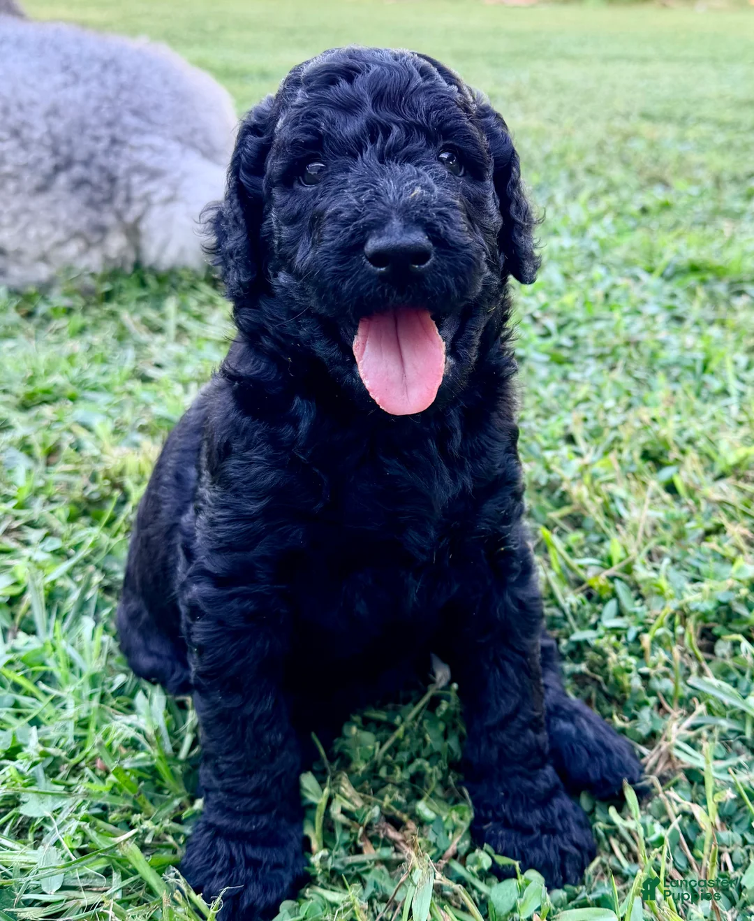Goldendoodle dogs for sale: Onyx - Ad 1
