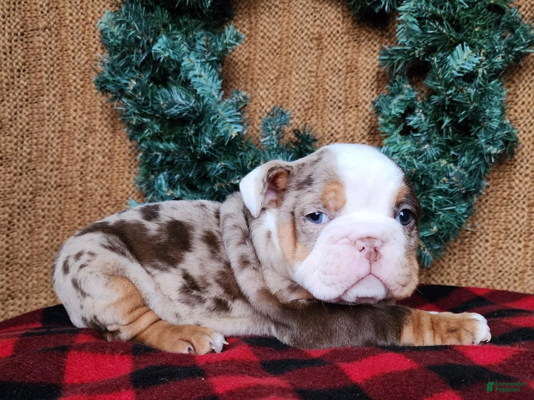 English Bulldog dogs for sale: Forrest - Ad 8