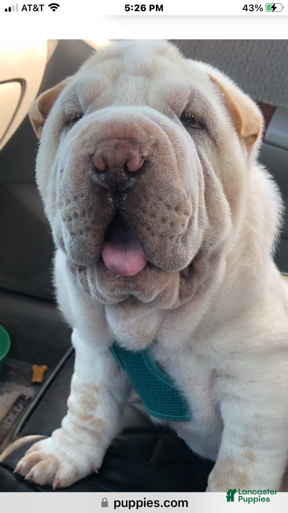 Shar Pei dogs Shar Pei Puppy 6 - Ad 6