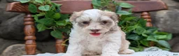 Havanese dogs for sale: Niko - Ad 9