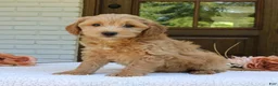 Mini Goldendoodle dogs for sale: Tessa  - Ad 4