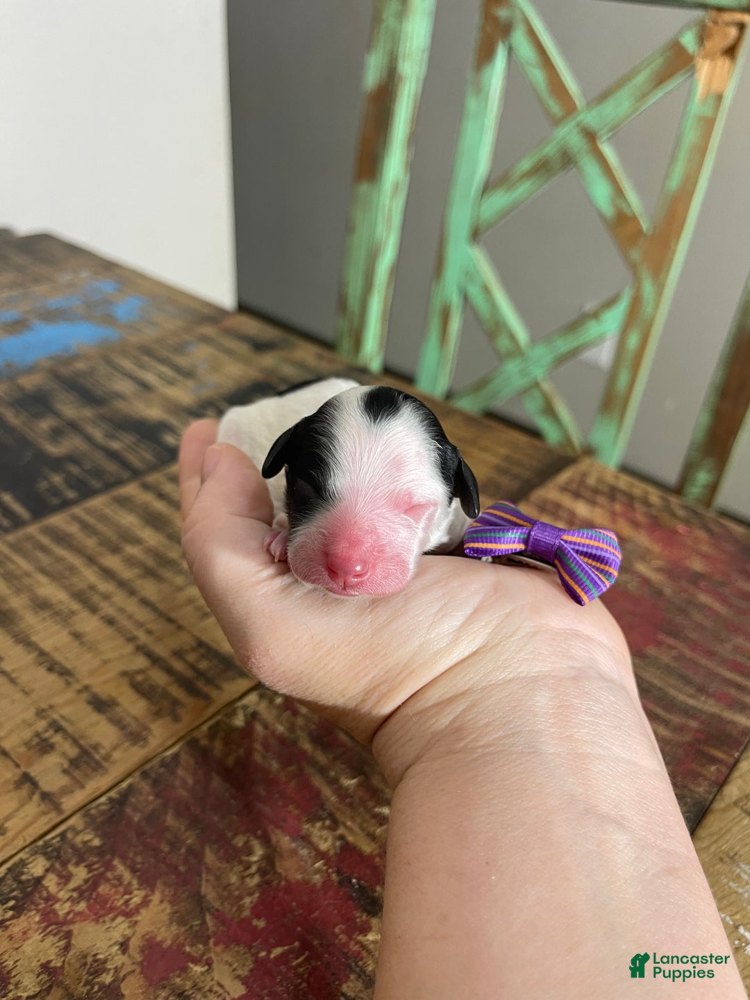 Miniature Poodle dogs for sale: Akc Clear Purple Bow - Ad 13