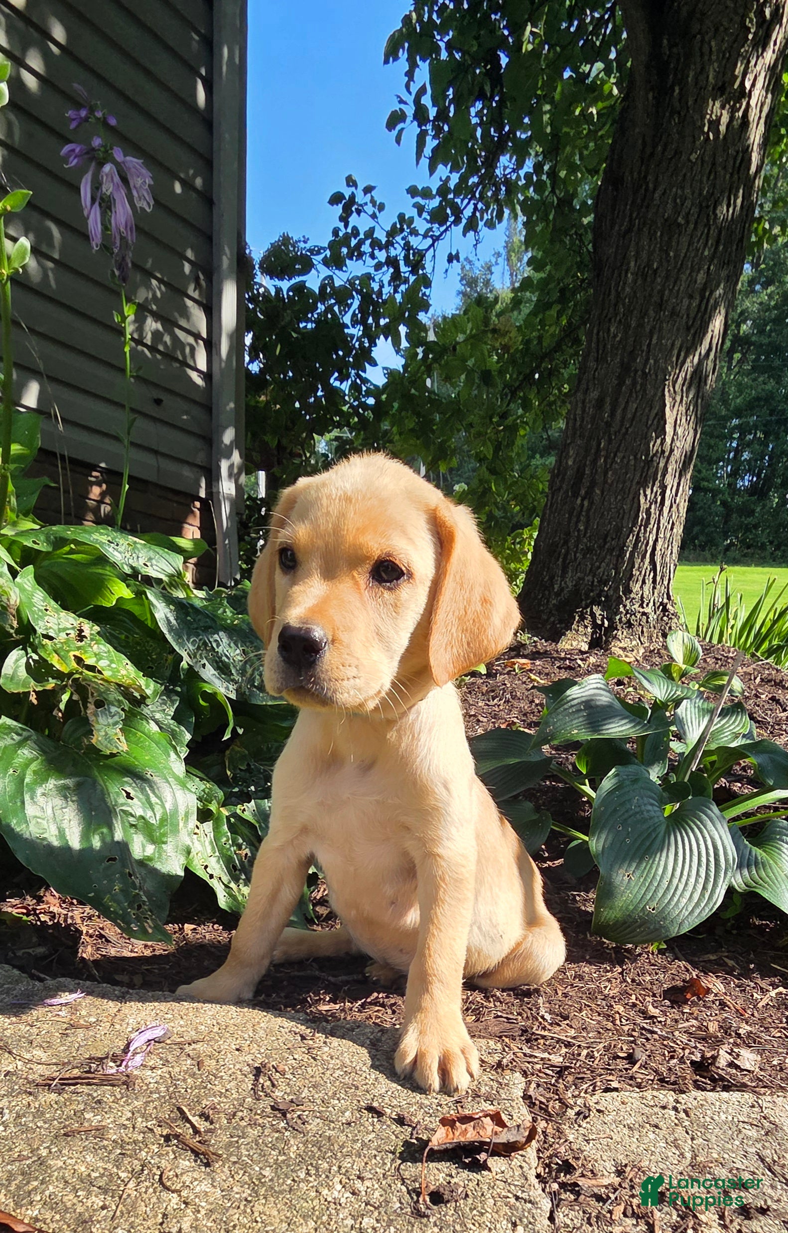 Labrador Retriever dogs Hank - Ad 1