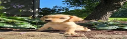 Labrador Retriever dogs for sale: Hank - Ad 1