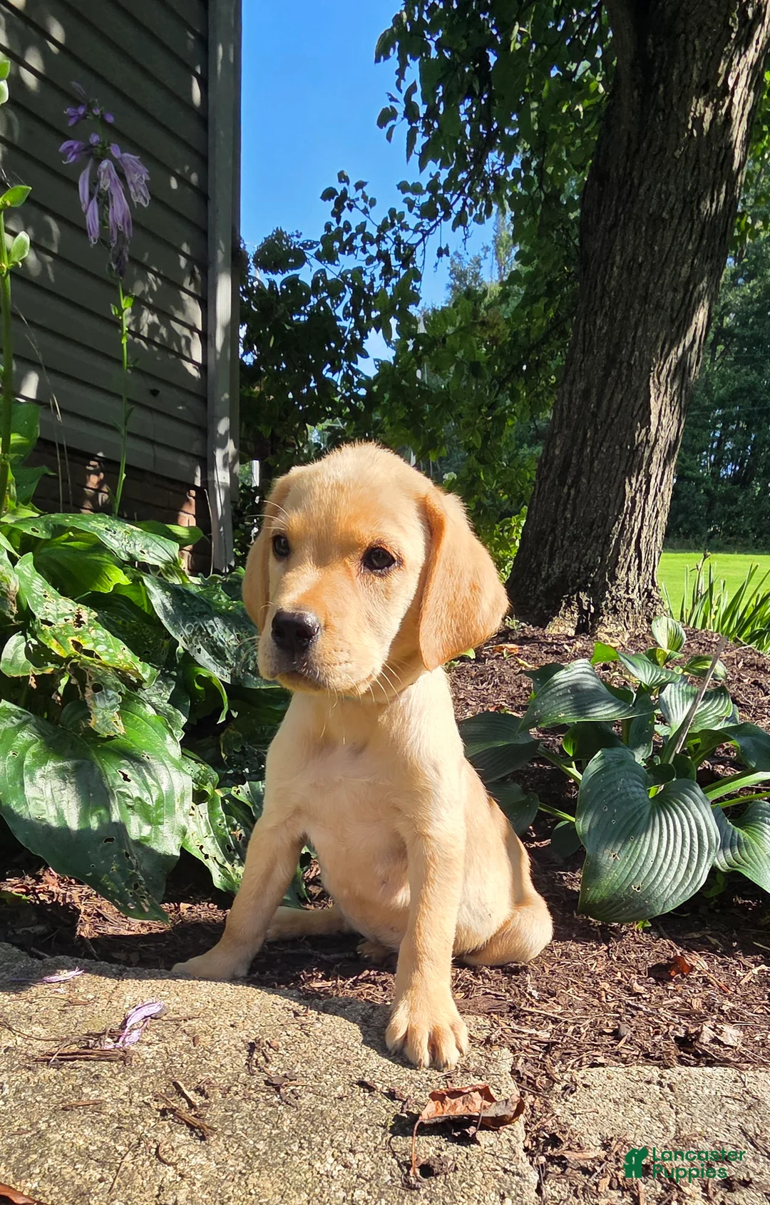 Labrador Retriever dogs for sale: Hank - Ad 1