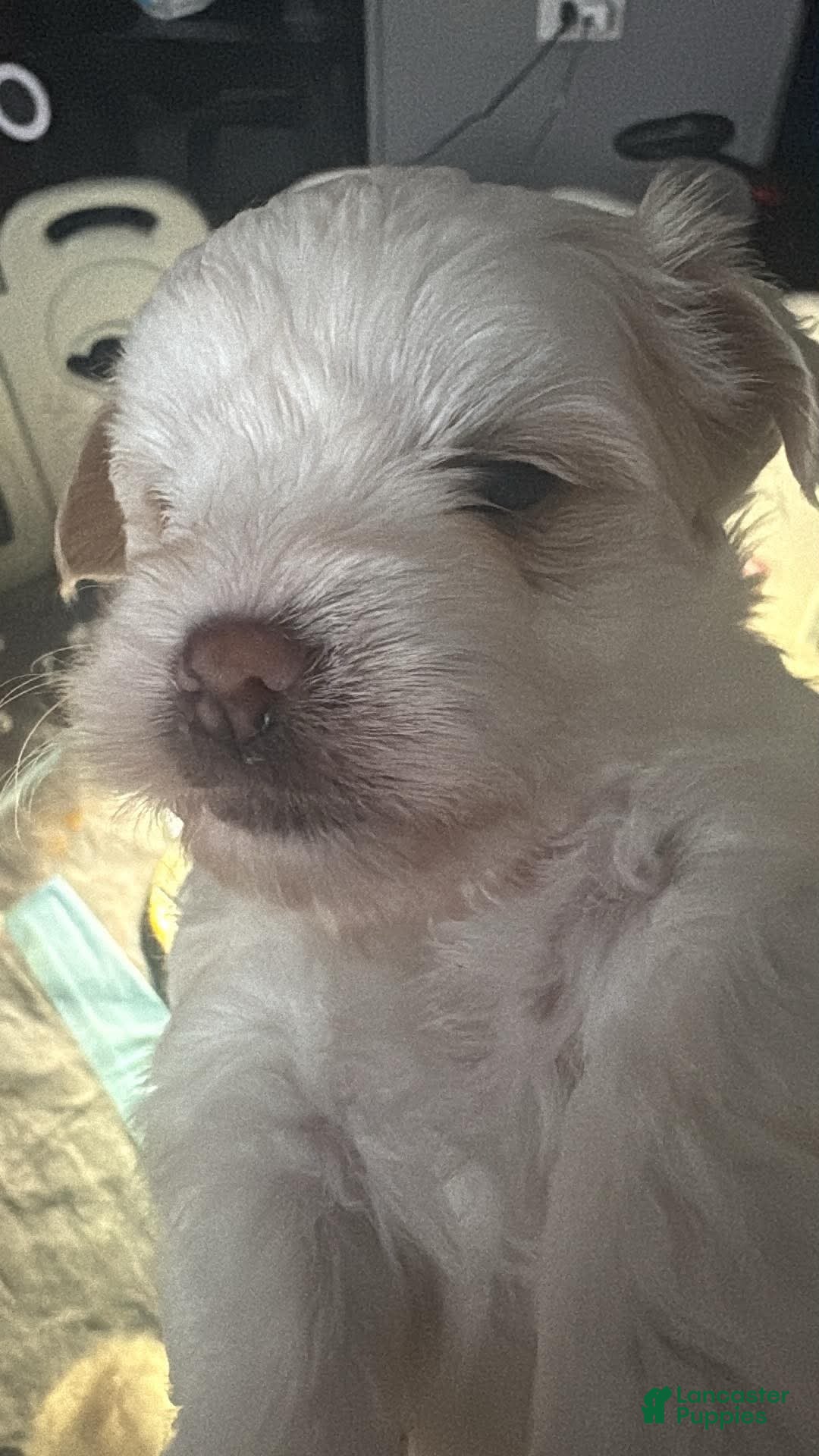 Morkie dogs Yves Saint Laurent  - Ad 2