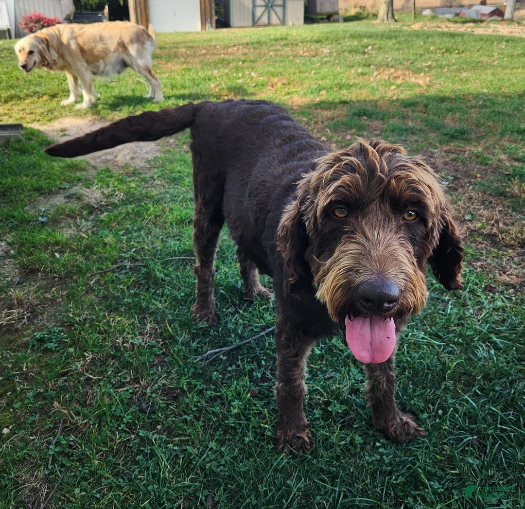Labradoodle dogs for sale: Nikki - Ad 5