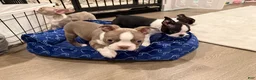 Boston Terrier dogs for sale: Canela  - Ad 3