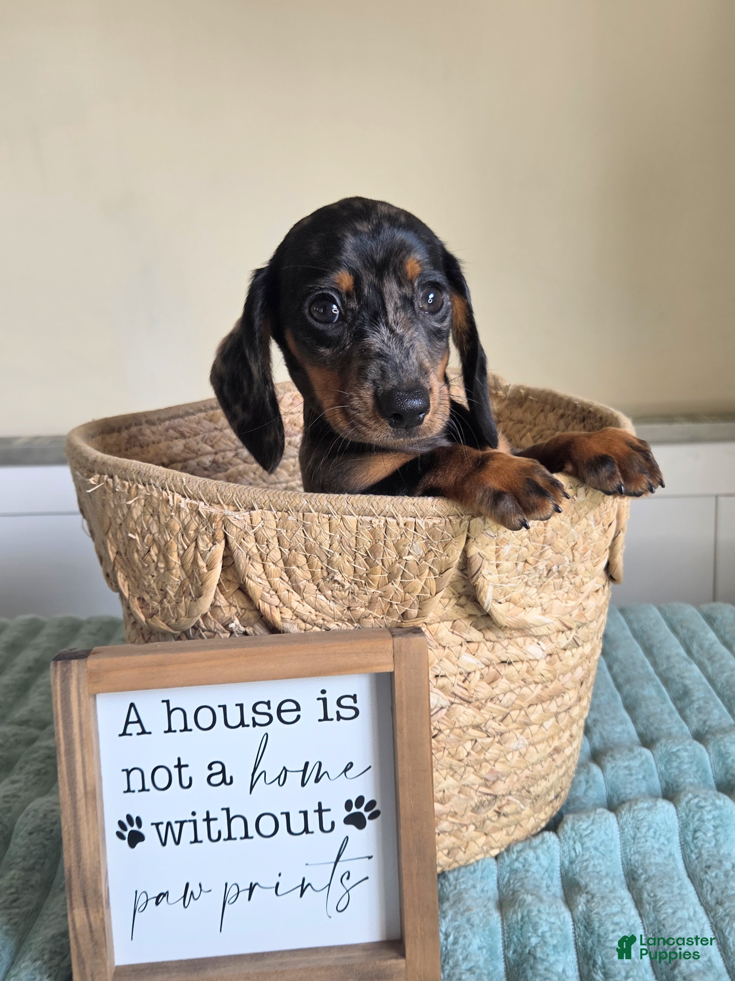 Miniature Dachshund dogs Denver - Ad 23