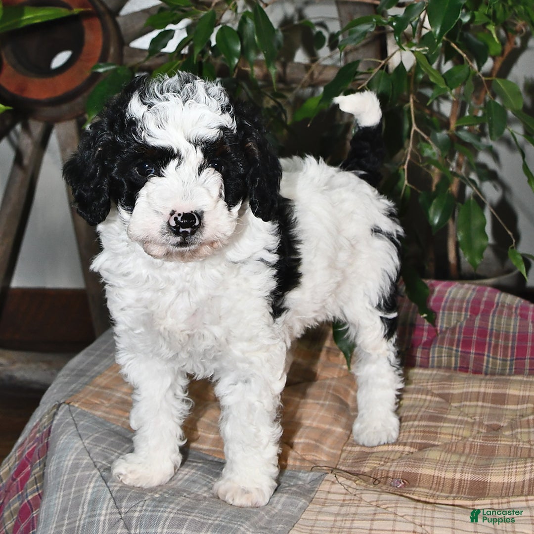 Gallery Image {{count}}