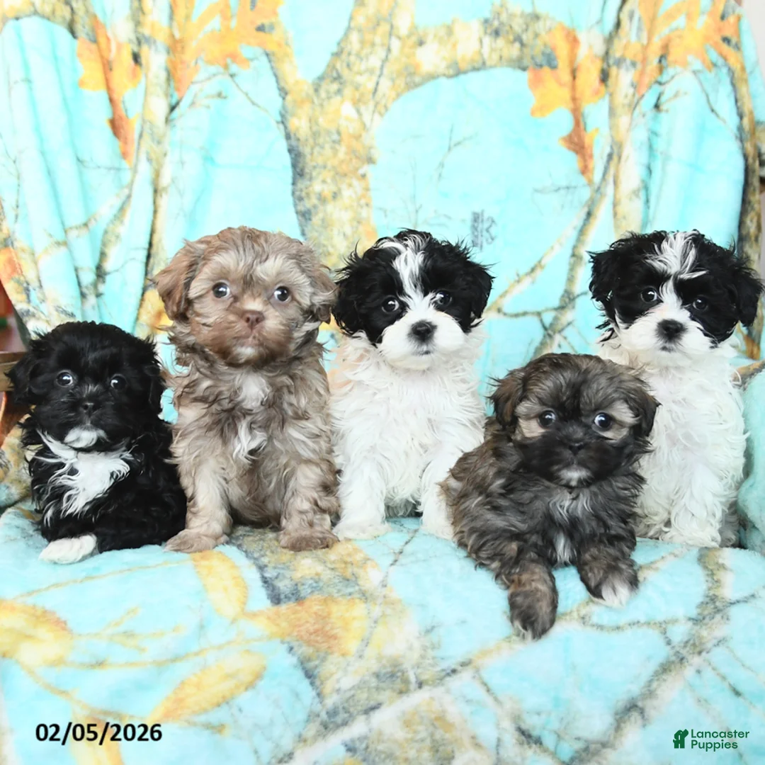 Shihpoo dogs for sale: Chip - Ad 3