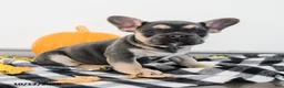 French Bulldog dogs for sale: Archie - Ad 4