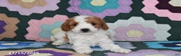 Mixed Breed dogs for sale: Susie - Ad 5