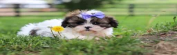 Shih Tzu dogs for sale: Sunny - Ad 2