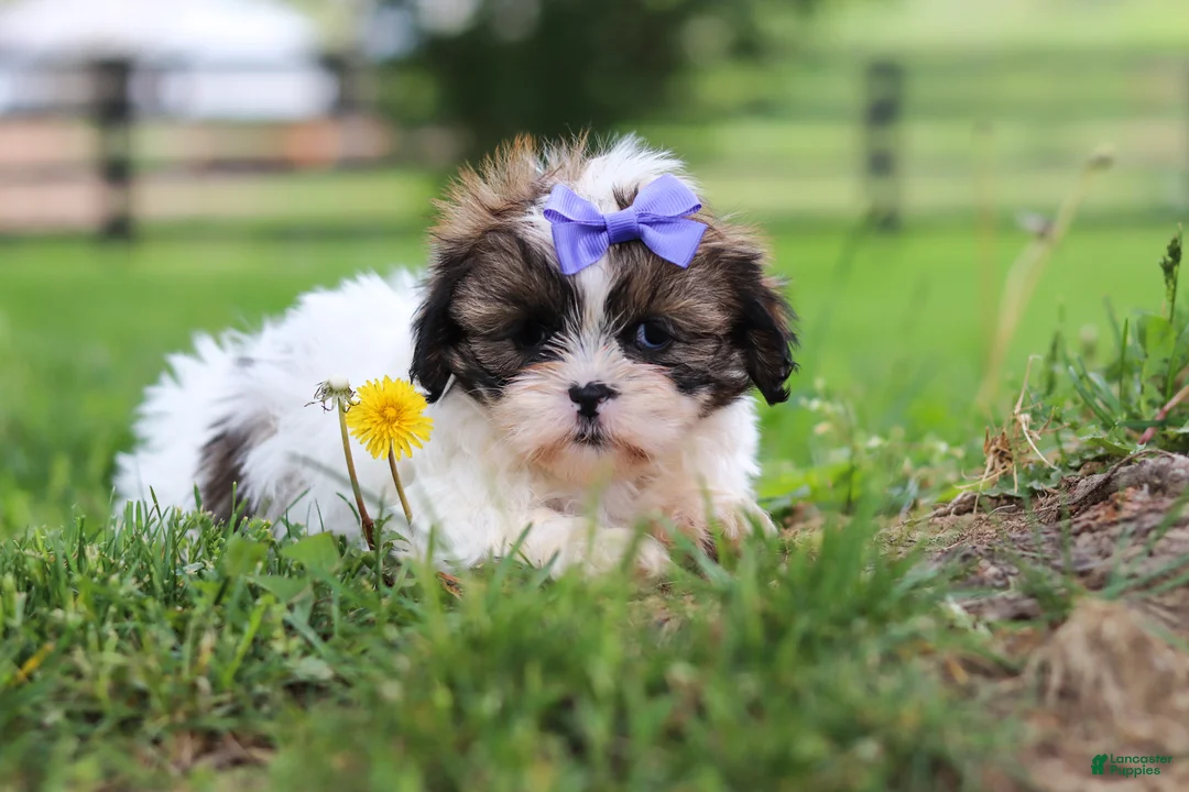 Shih Tzu dogs for sale: Sunny - Ad 2