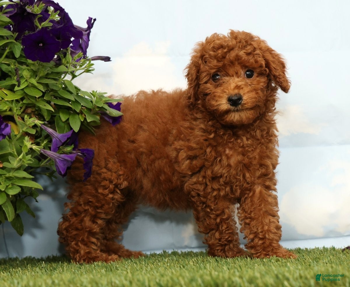 Miniature Poodle dogs Kennedy - Ad 1