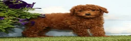 Miniature Poodle dogs for sale: Kennedy - Ad 1