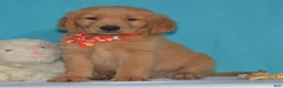 Golden Retriever dogs for sale: Bruce - Ad 1