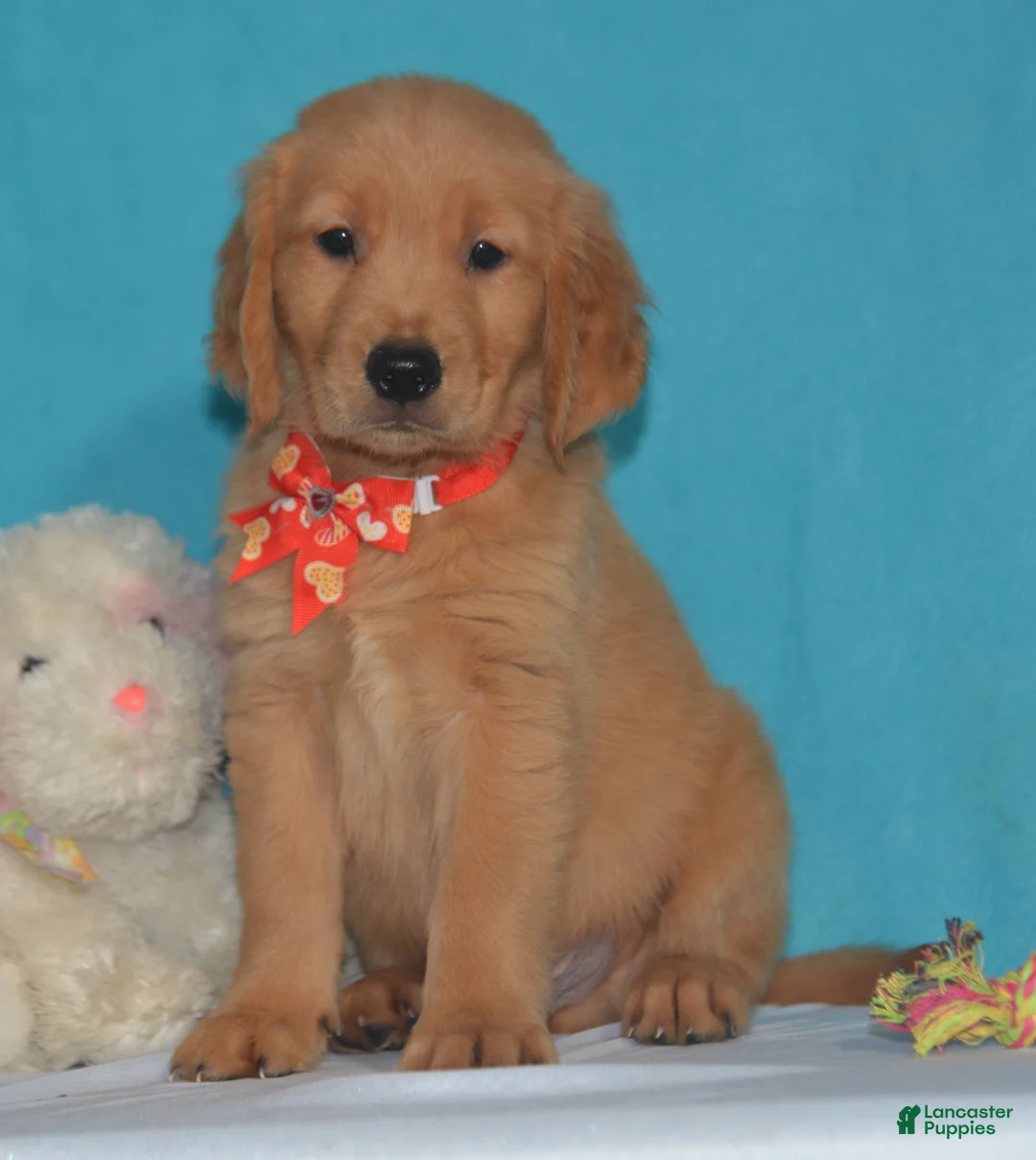 Golden Retriever dogs for sale: Bruce - Ad 1