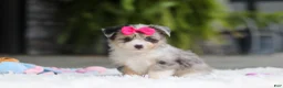 Mixed Breed dogs for sale: Ellie - Ad 3