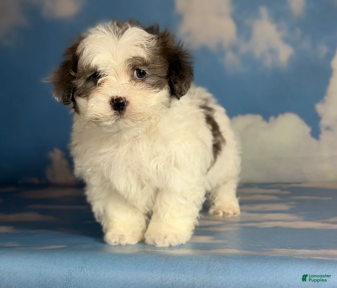 Shihpoo dogs for sale: Maria  - Ad 1