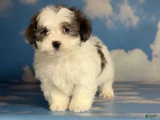 Shihpoo dogs Maria - Ad 26