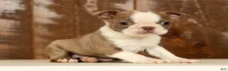 Boston Terrier dogs for sale: Reba - Ad 3